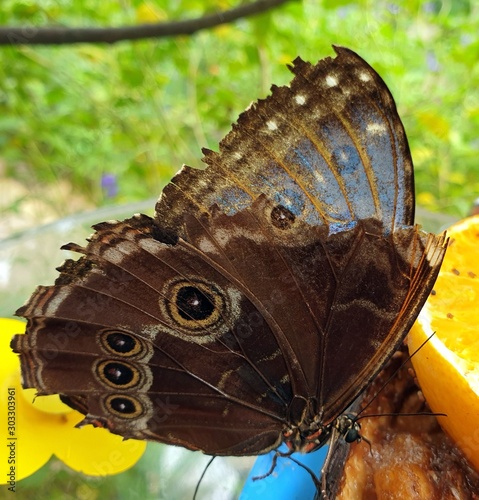 butterfly