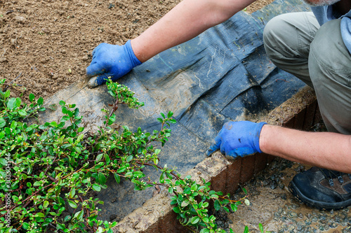 A gardener is arranging flower bed with cotoneaster horizontalis shrubs. photo