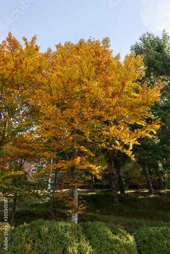 colored leaves in autumn on Bocco pass near Bocco Lake in Liguria photo