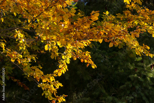 colored leaves in autumn on Bocco pass near Bocco Lake in Liguria photo