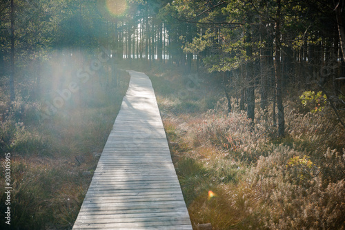 Boardwalk path through swamp and pines. Boardwalk in Hcognitive walkway of Musos Tyrelis. Lithuania. Baltic. Soft focus. Autumn landscape.