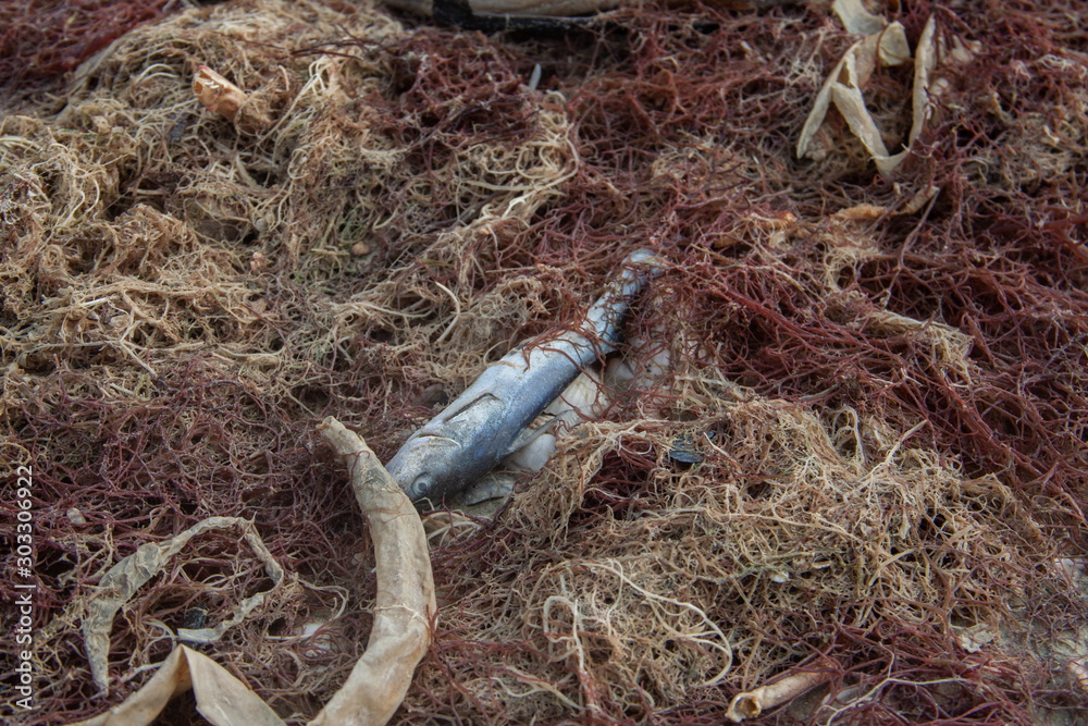 Obraz premium Red Tide in Florida