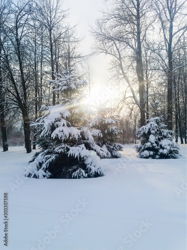 winter in the forest