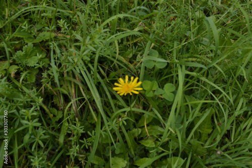 yellow flower in grass