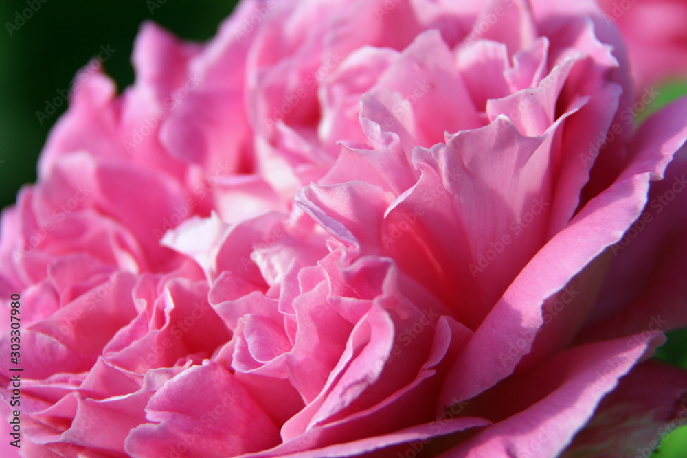 Beautiful fragrant pink rose close up