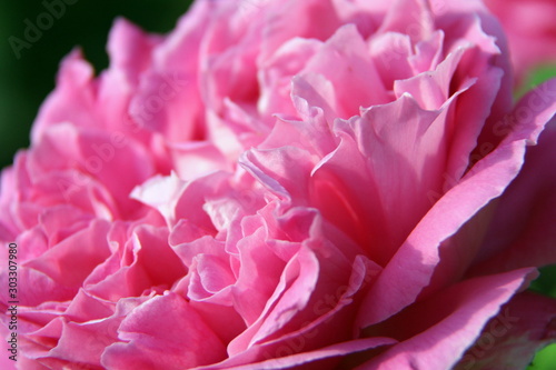 Beautiful fragrant pink rose close up © Сергей Инников