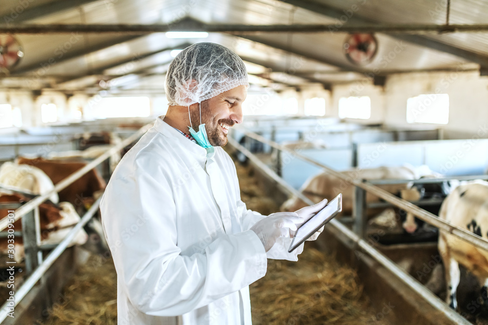 Attractive smiling caucasian unshaven veterinarian in uniform, with gloves and hairnet using tablet while standing in stable. In background are calves and cows. Attractive smiling caucasian unshaven veterinarian in uniform, with gloves and hairnet using tablet while standing in stable. In background are calves and cows.