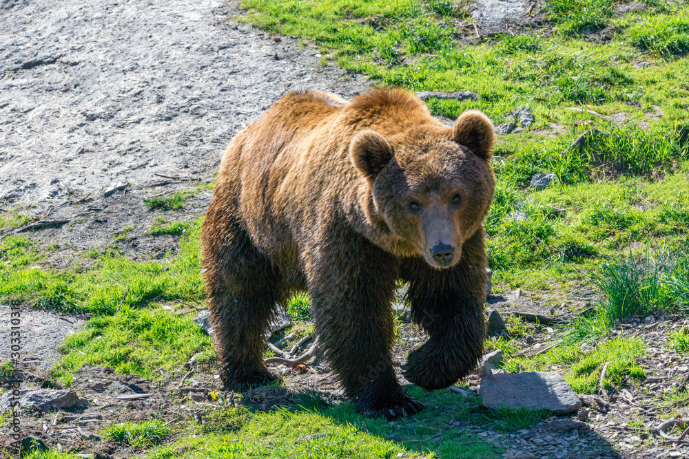 Closeup animal portrait of a Brown bear/ursus arctos outdoors in the wilderness. Wildlife and predator concept.