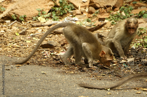 Indian Monkey in jungle drinking Water