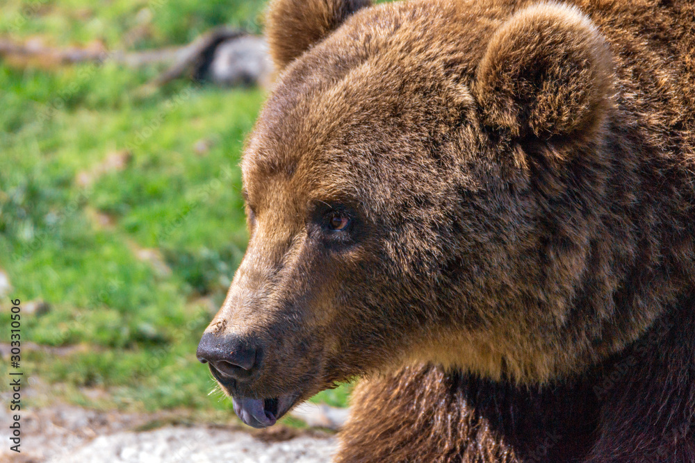 Closeup animal portrait of a Brown bear/ursus arctos outdoors in the wilderness. Wildlife and predator concept. Closeup animal portrait of a Brown bear/ursus arctos outdoors in the wilderness. Wildlife and predator concept.