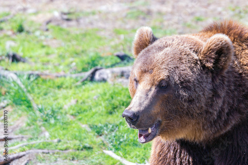 Closeup animal portrait of a Brown bear/ursus arctos outdoors in the wilderness. Wildlife and predator concept.