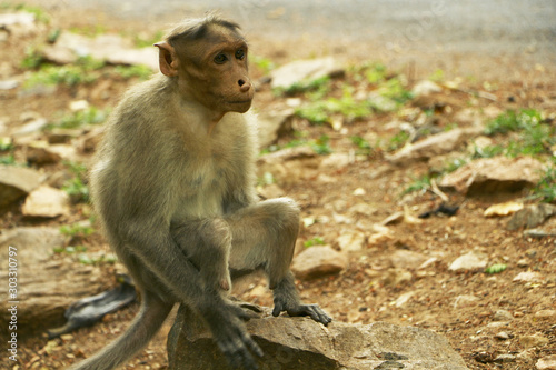 Wounded Indian Monkey 