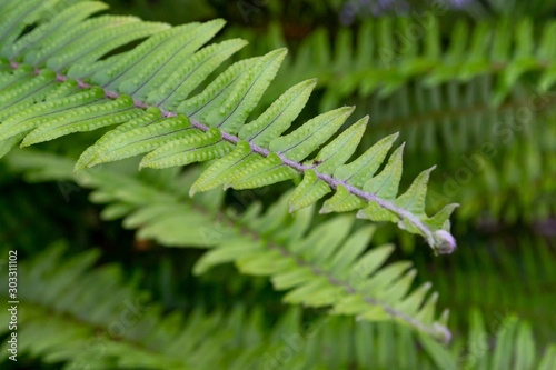 Green fern leaf texture. Natural background.