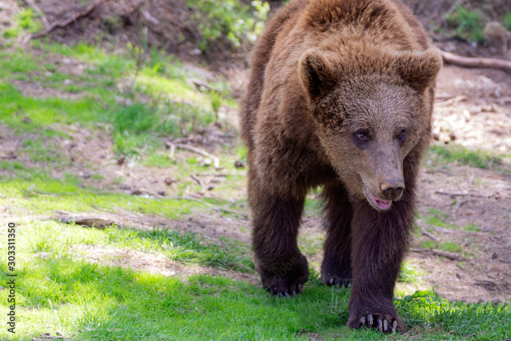 Closeup animal portrait of a Brown bear/ursus arctos outdoors in the wilderness. Wildlife and predator concept.