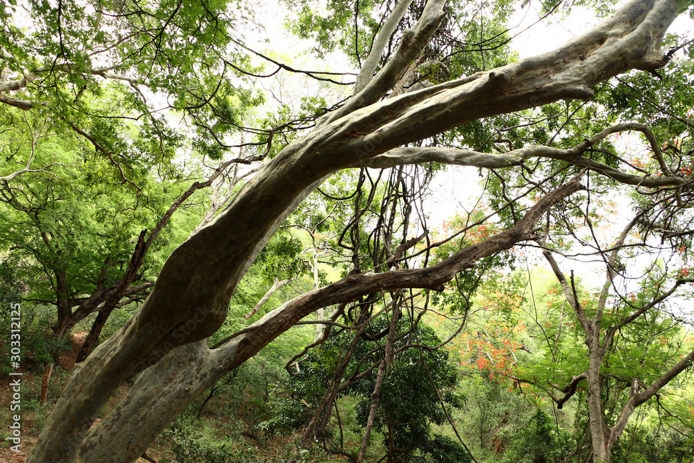 tree in the forest