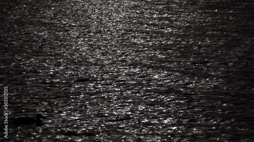 Slow motion of fluent ripple with black ducks on dark water surface. Amazing meditative background for excellent intro in hypnotic style. Liquid metal mirror with natural pattern.