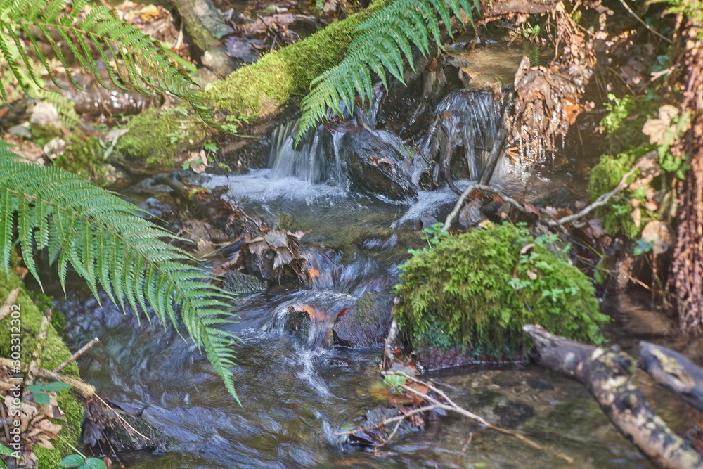 stream in the forest