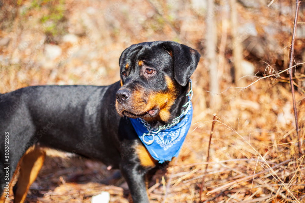 Gorgeous Rottweiler Puppy, Large Breed Canine Dog