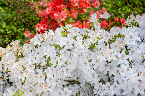 White azaleas in city botanical garden