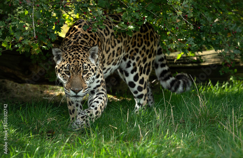 Jaguar © Colin