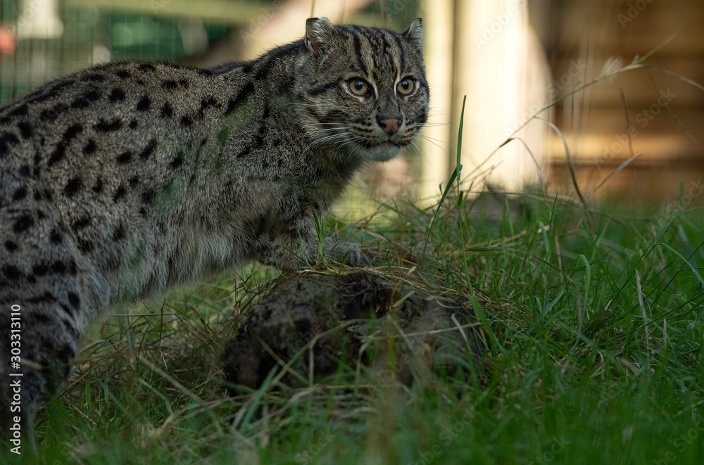 Obraz premium Fishing Cat