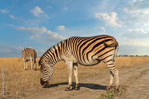 Zebras African herbivore animals standing on the steppe grass pasture  autumn safari landscape.