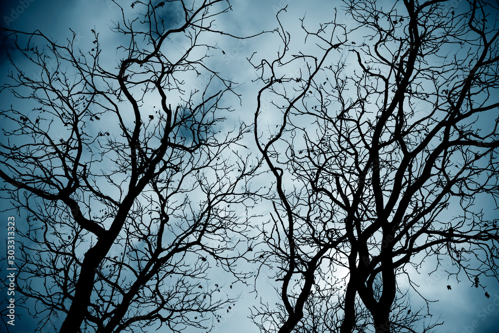 Leafless tree branches in a scary forest. Scary tree. Leafless tree branches in a scary forest. Scary tree.