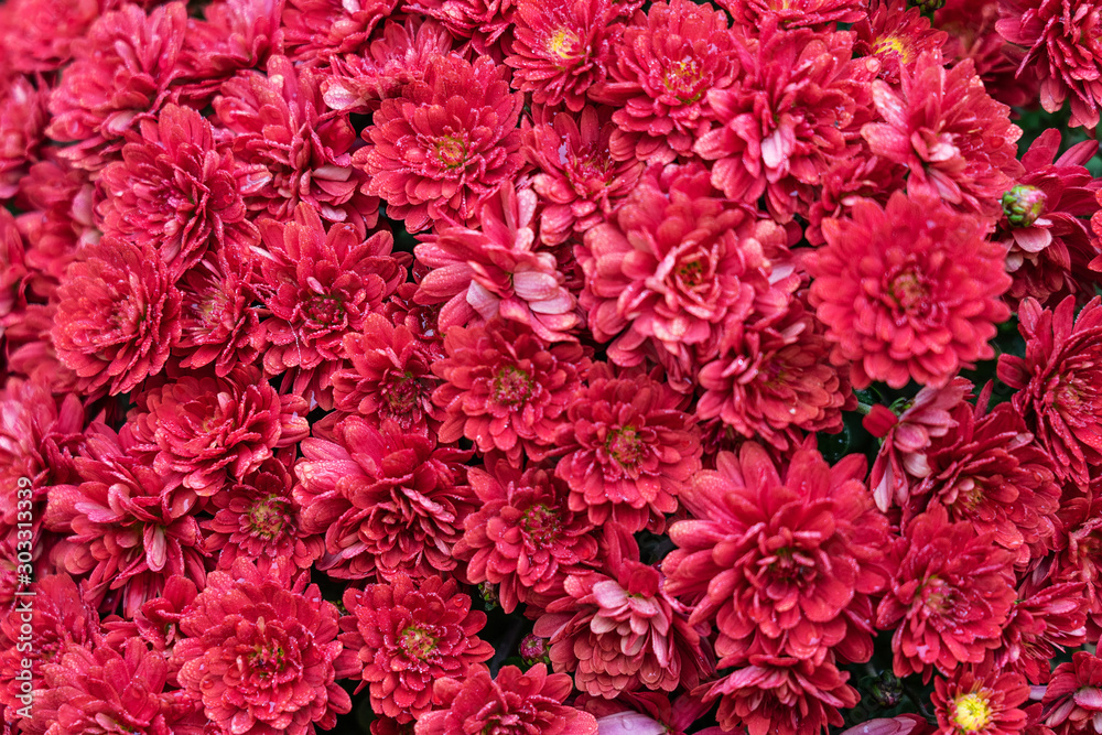 Red hrysanthemum flowers close up, natural autumn background.