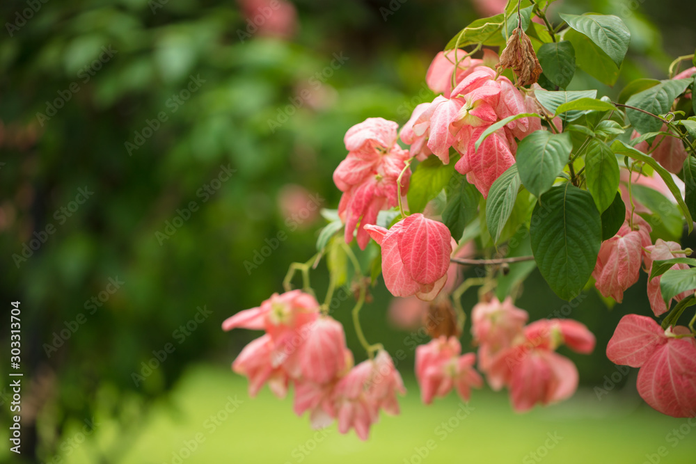 Obraz premium Beautiful tropical flowers. A riot of colorful plants and flowers under the bright tropical sun