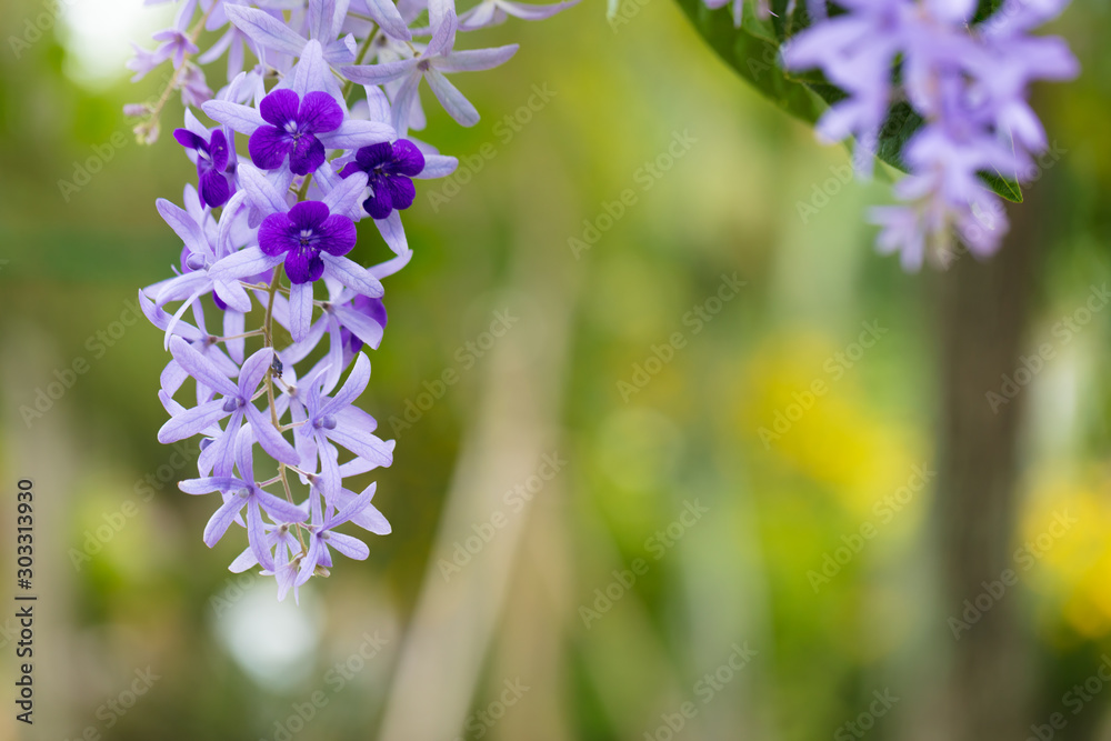 Obraz premium Beautiful tropical flowers. A riot of colorful plants and flowers under the bright tropical sun