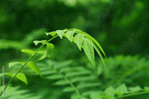 Go Green Background