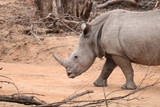 rhinoceros kruger park