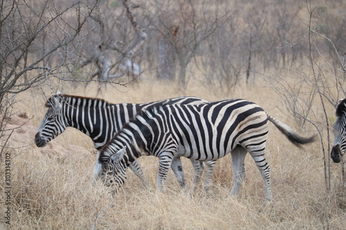 zebras kruger park