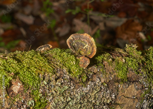 Tree fungus