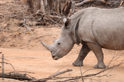 rhinoceros kruger park
