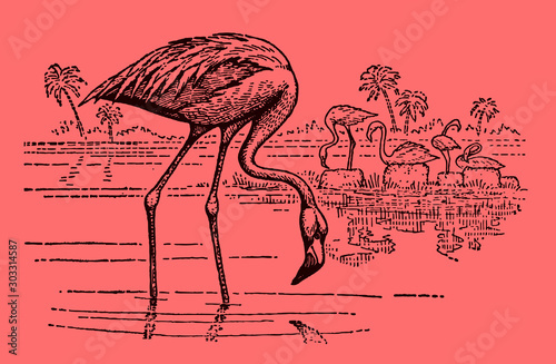 Group of american flamingo (phoenicopterus ruber) standing in the water and looking for food, on a pink background