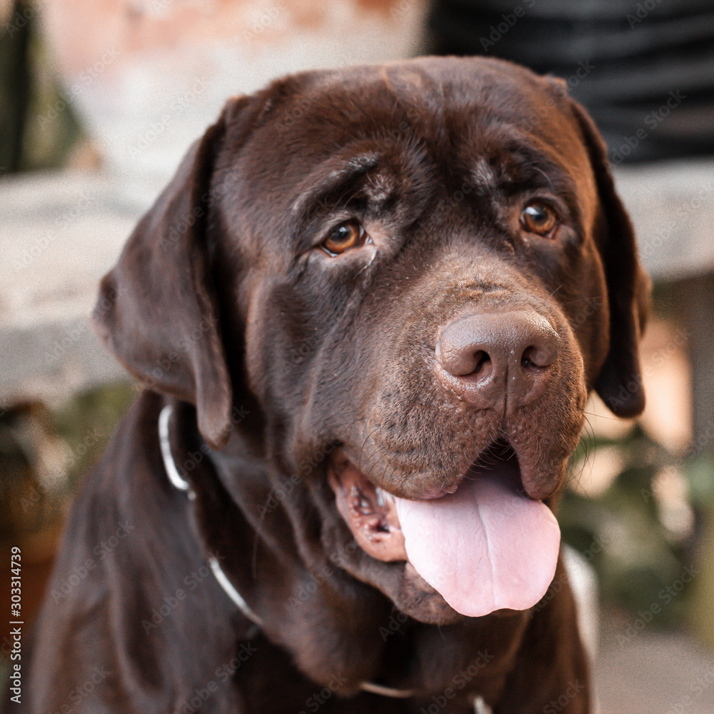 Close up big brown labrador dog