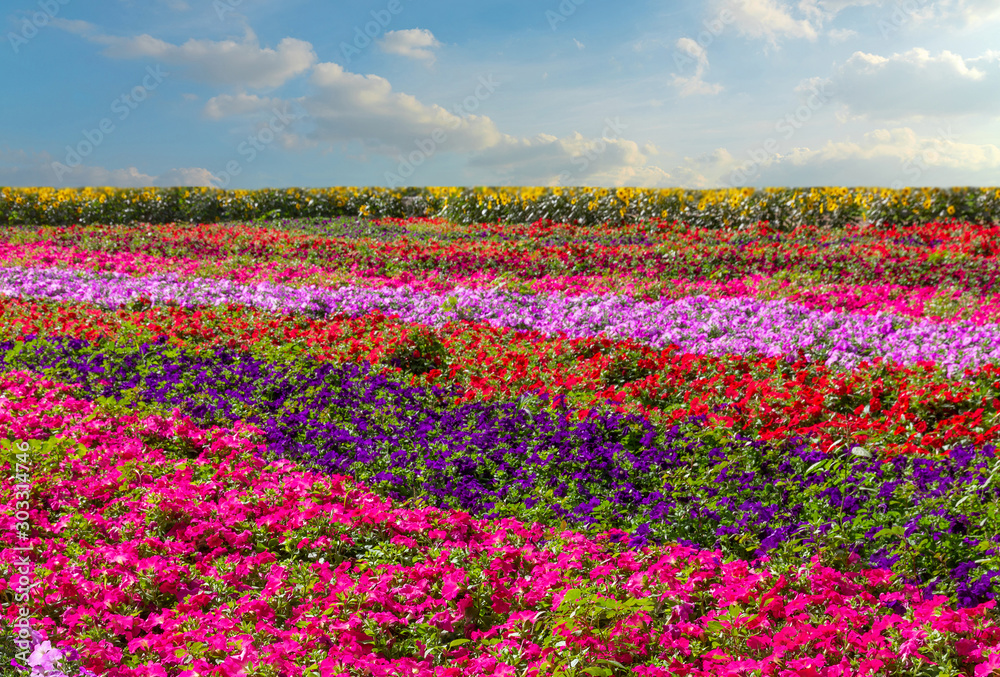 Petunia flowers field landscape. Miracle garden decoration, Dubai, United Arab Emirates