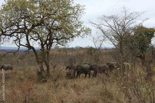 herd of elephants kruger park