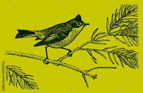 Small ruby-crowned kinglet regulus calendula with an erected crest, sitting on conifer branch, isolated on yellow-green background