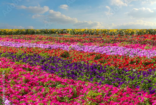 Petunia flowers field landscape. Miracle garden decoration, Dubai, United Arab Emirates