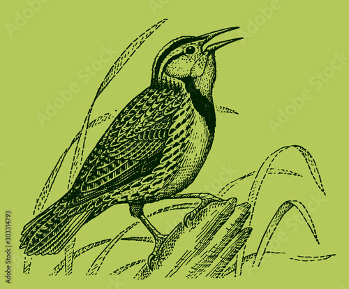 Eastern meadow lark sturnella magna sitting on tree trunk and singing, isolated on green background