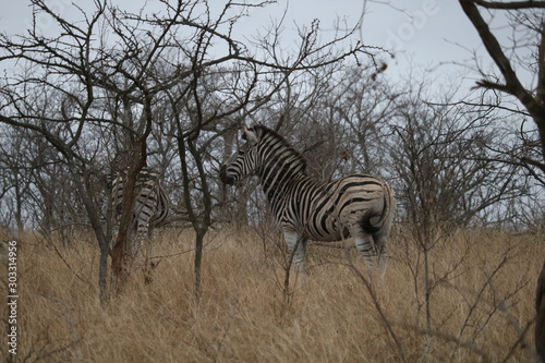 zebra in kruger park