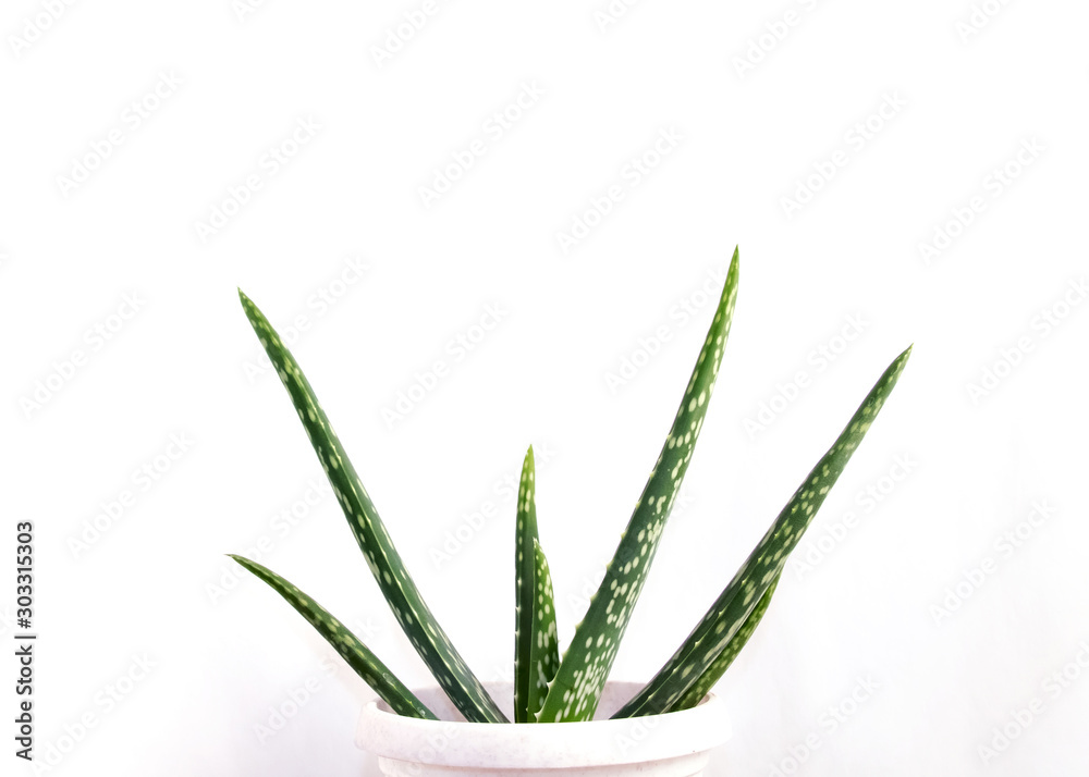 Aloe Vera on white background. Aloe Vera leaves isolated on white background. Aloe plant isolated. Aloe Vera on white background. Aloe Vera leaves isolated on white background. Aloe plant isolated.