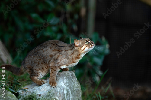 Rusty Spotted Cat