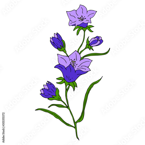 Blue bell flowers isolated on a white background. Vector illustration.