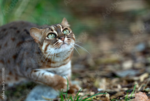 Rusty Spotted Cat