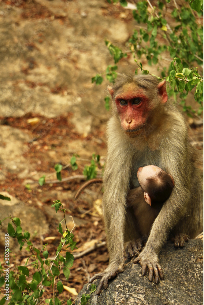 Indian Monkey in jungle Indian Monkey in jungle