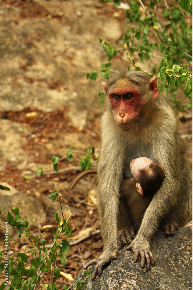 Indian Monkey in jungle