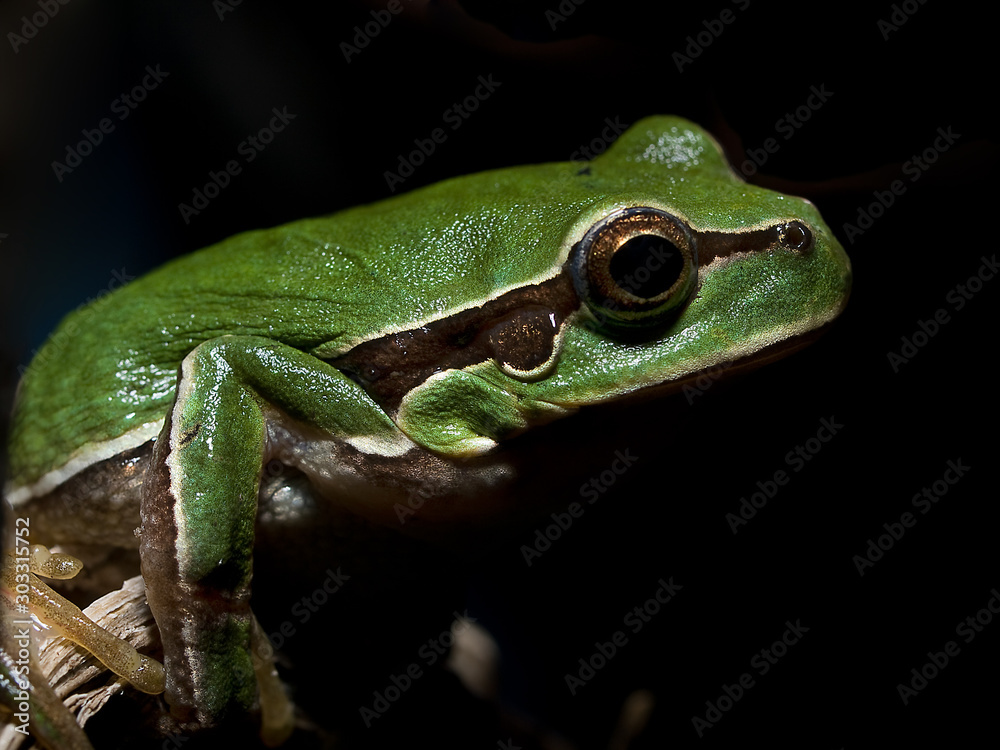 Hyla arborea Hyla arborea